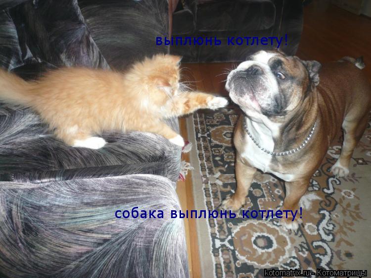 выплюнь котлету! собака выплюнь котлету!... Котоматрица: выплюнь котлету! собака выплюнь котлету!