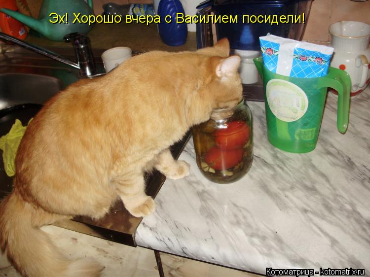 Эх! Хорошо вчера с Василием посидели!... Котоматрица: Эх! Хорошо вчера с Василием посидели!