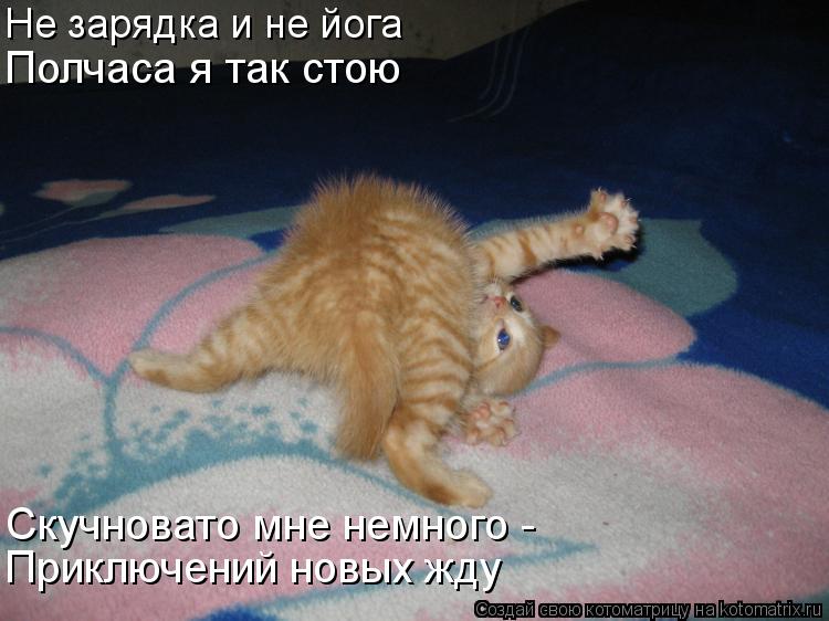 Не зарядка и не йога Полчаса я так стою Скучновато мне немного - Приключений новых жду... Котоматрица: Не зарядка и не йога Полчаса я так стою Скучновато мне немного - Приключений новых жду