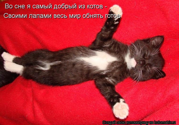 Во сне я самый добрый из котов - Своими лапами весь мир обнять готов... Котоматрица: Во сне я самый добрый из котов - Своими лапами весь мир обнять готов