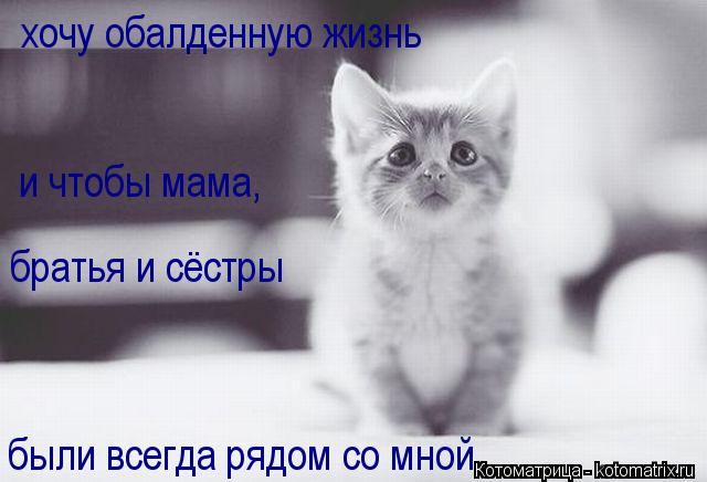 хочу обалденную жизнь были всегда рядом со мной и чтобы мама, братья и сёстры... Котоматрица: хочу обалденную жизнь были всегда рядом со мной и чтобы мама, братья и сёстры