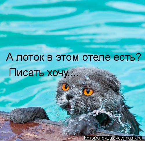 А лоток в этом отеле есть? Писать хочу....... Котоматрица: А лоток в этом отеле есть? Писать хочу....