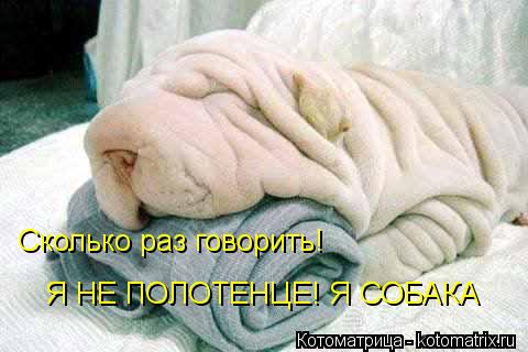 Сколько раз говорить! Я НЕ ПОЛОТЕНЦЕ! Я СОБАКА... Котоматрица: Сколько раз говорить! Я НЕ ПОЛОТЕНЦЕ! Я СОБАКА