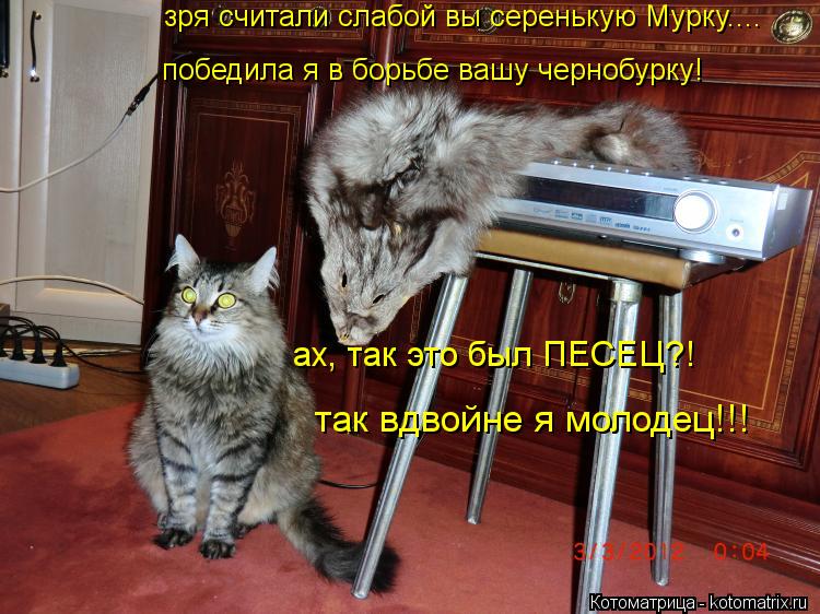 зря считали слабой вы серенькую Мурку.... победила я в борьбе вашу чернобурку! ах, так это был ПЕСЕЦ?... Котоматрица: зря считали слабой вы серенькую Мурку.... победила я в борьбе вашу чернобурку! ах, так это был ПЕСЕЦ?! так вдвойне я молодец!!!