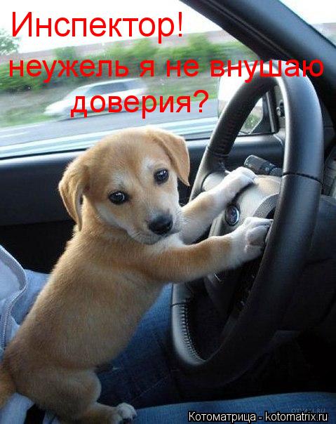 Инспектор! неужель я не внушаю доверия?... Котоматрица: Инспектор! неужель я не внушаю доверия?
