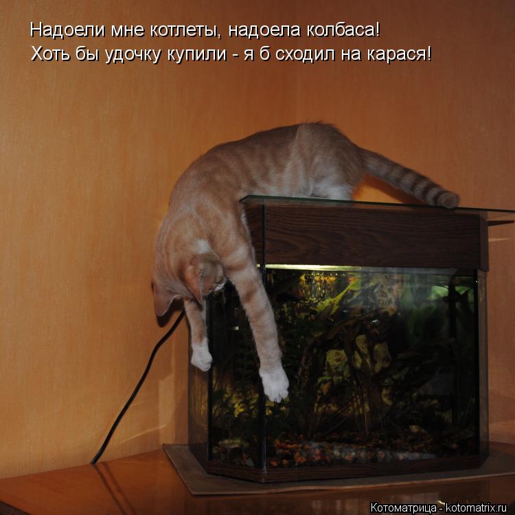 Надоели мне котлеты, надоела колбаса! Хоть бы удочку купили - я б сходил на карася! Надоели мне котле... Котоматрица: Надоели мне котлеты, надоела колбаса! Хоть бы удочку купили - я б сходил на карася! Надоели мне котлеты, надоела колбаса! Хоть бы удочку купи