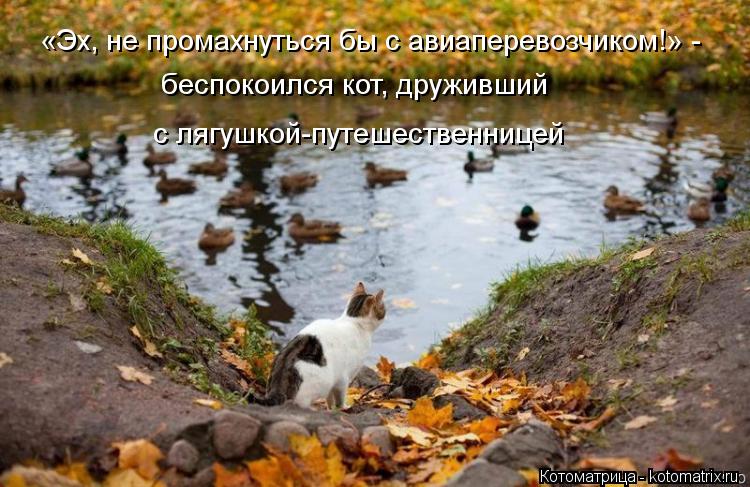 «Эх, не промахнуться бы с авиаперевозчиком!» - беспокоился кот, друживший с лягушкой-путешестве... Котоматрица: «Эх, не промахнуться бы с авиаперевозчиком!» - беспокоился кот, друживший с лягушкой-путешественницей