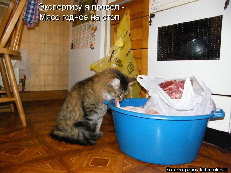 Экспертизу я провел - Мясо годное на стол... Котоматрица: Экспертизу я провел - Мясо годное на стол