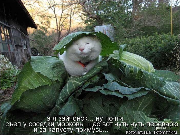 а я зайчонок... ну почти... съел у соседки морковь, щас вот чуть чуть переварю и за капусту примусь..... Котоматрица: а я зайчонок... ну почти... съел у соседки морковь, щас вот чуть чуть переварю и за капусту примусь...