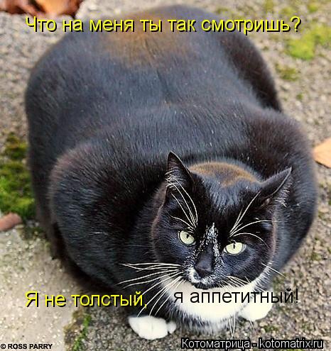Что на меня ты так смотришь? Я не толстый, я аппетитный!... Котоматрица: Что на меня ты так смотришь? Я не толстый, я аппетитный!