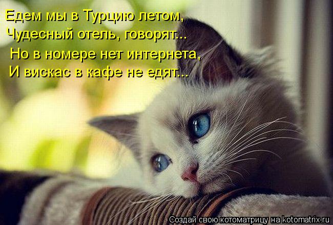 Едем мы в Турцию летом, Чудесный отель, говорят... Но в номере нет интернета, И вискас в кафе не едят... Котоматрица: Едем мы в Турцию летом, Чудесный отель, говорят... Но в номере нет интернета, И вискас в кафе не едят...