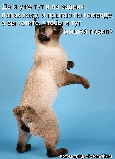 Да я уже тут и на задних лапах хожу, и прыгаю по команде, а вы хотите, чтобы я тут мышей ловил?... Котоматрица: Да я уже тут и на задних лапах хожу, и прыгаю по команде, а вы хотите, чтобы я тут мышей ловил?