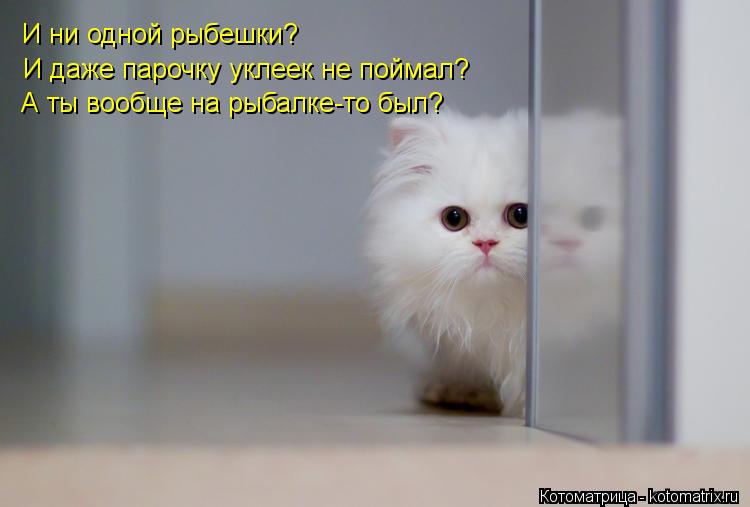 И ни одной рыбешки? И даже парочку уклеек не поймал? А ты вообще на рыбалке-то был?... Котоматрица: И ни одной рыбешки? И даже парочку уклеек не поймал? А ты вообще на рыбалке-то был?