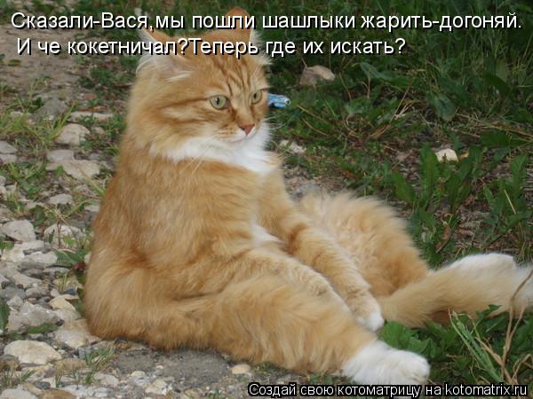 Сказали-Вася,мы пошли шашлыки жарить-догоняй. И че кокетничал?Теперь где их искать?... Котоматрица: Сказали-Вася,мы пошли шашлыки жарить-догоняй. И че кокетничал?Теперь где их искать?