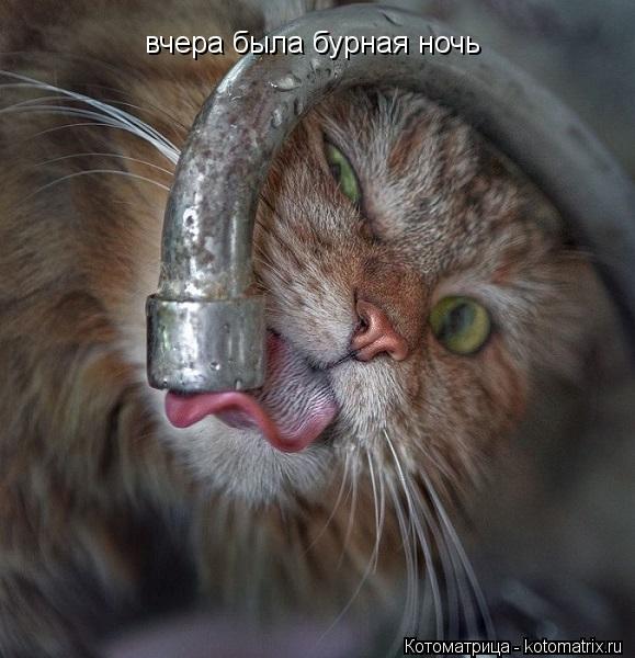 вчера была бурная ночь... Котоматрица: вчера была бурная ночь