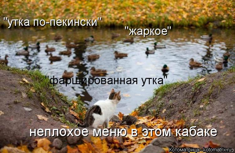 "утка по-пекински" "жаркое" "фаршированная утка" неплохое меню в этом кабаке... Котоматрица: "утка по-пекински" "жаркое" "фаршированная утка" неплохое меню в этом кабаке