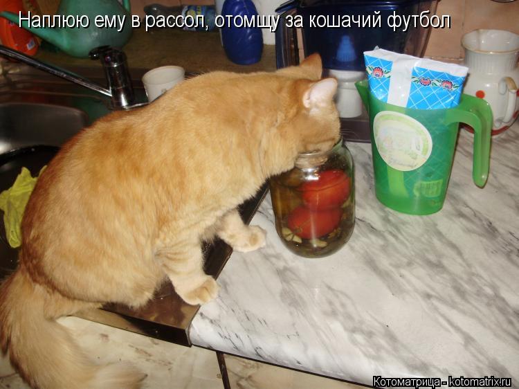 Наплюю ему в рассол, отомщу за кошачий футбол... Котоматрица: Наплюю ему в рассол, отомщу за кошачий футбол