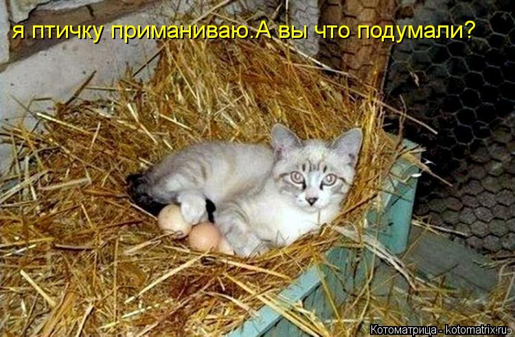 я птичку приманиваю.А вы что подумали?... Котоматрица: я птичку приманиваю.А вы что подумали?