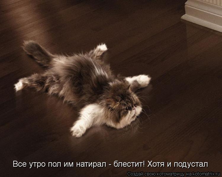 Все утро пол им натирал - блестит! Хотя и подустал... Котоматрица: Все утро пол им натирал - блестит! Хотя и подустал