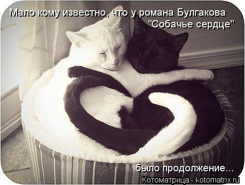 Мало кому известно, что у романа Булгакова "Собачье сердце" было продолжение...... Котоматрица: Мало кому известно, что у романа Булгакова "Собачье сердце" было продолжение...