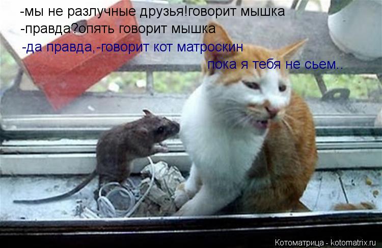 -мы не разлучные друзья!говорит мышка -правда?опять говорит мышка -да правда,-говорит кот матроскин ... Котоматрица: -мы не разлучные друзья!говорит мышка -правда?опять говорит мышка -да правда,-говорит кот матроскин пока я тебя не сьем..