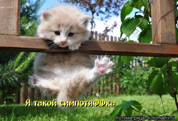 Я такой симпотяФФка Я такой симпотяФФка... Котоматрица: Я такой симпотяФФка Я такой симпотяФФка