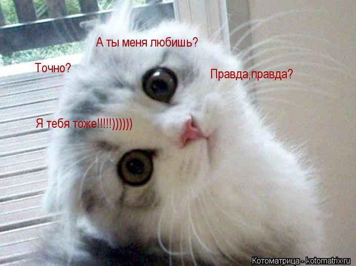 А ты меня любишь? Точно? Правда,правда? Я тебя тоже!!!!!))))))... Котоматрица: А ты меня любишь? Точно? Правда,правда? Я тебя тоже!!!!!))))))