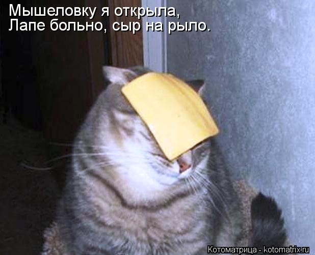 Мышеловку я открыла, Лапе больно, сыр на рыло.... Котоматрица: Мышеловку я открыла, Лапе больно, сыр на рыло.