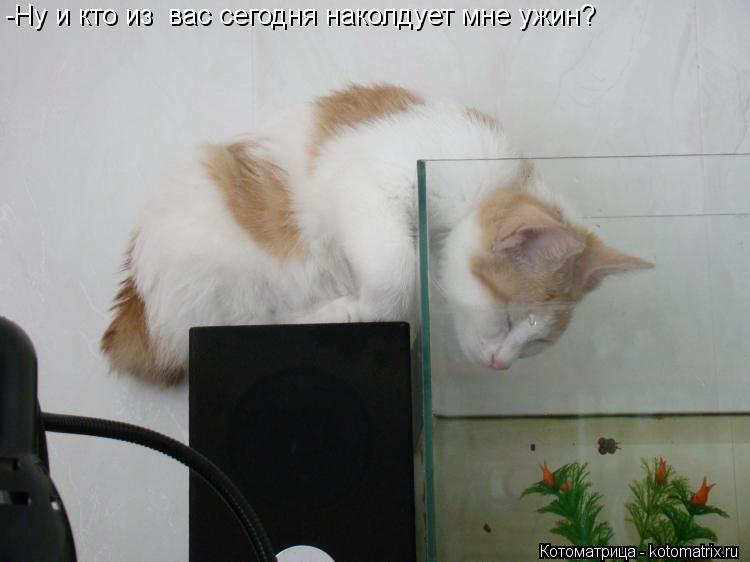 -Ну и кто из вас сегодня наколдует мне ужин?... Котоматрица: -Ну и кто из вас сегодня наколдует мне ужин?