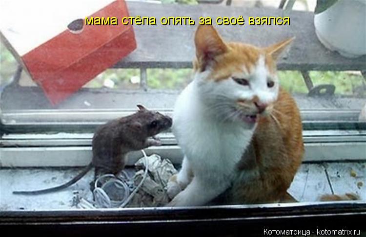 мама стёпа опять за своё взялся... Котоматрица: мама стёпа опять за своё взялся