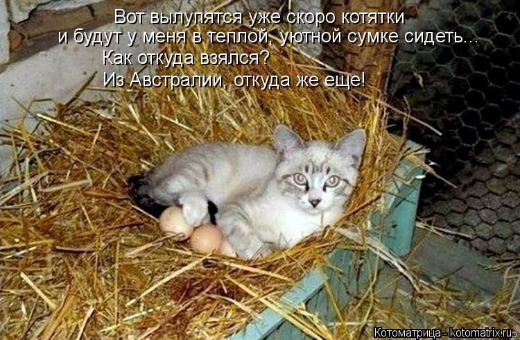 Вот вылупятся уже скоро котятки и будут у меня в теплой, уютной сумке сидеть... Как откуда взялся? Из... Котоматрица: Вот вылупятся уже скоро котятки и будут у меня в теплой, уютной сумке сидеть... Как откуда взялся? Из Австралии, откуда же еще!