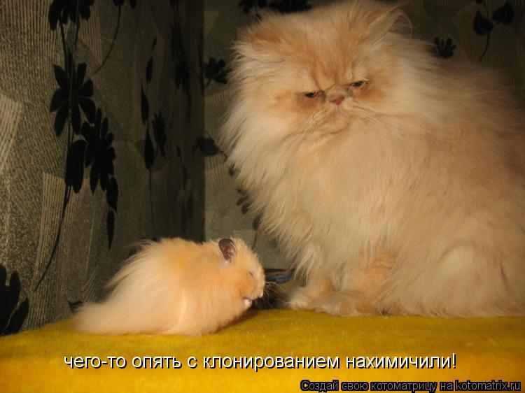 чего-то опять с клонированием нахимичили!... Котоматрица: чего-то опять с клонированием нахимичили!