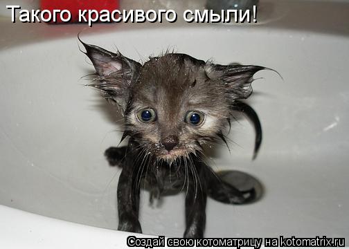 Такого красивого смыли!... Котоматрица: Такого красивого смыли!
