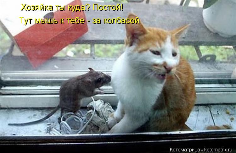 Хозяйка ты куда? Постой! Тут мышь к тебе - за колбасой... Котоматрица: Хозяйка ты куда? Постой! Тут мышь к тебе - за колбасой