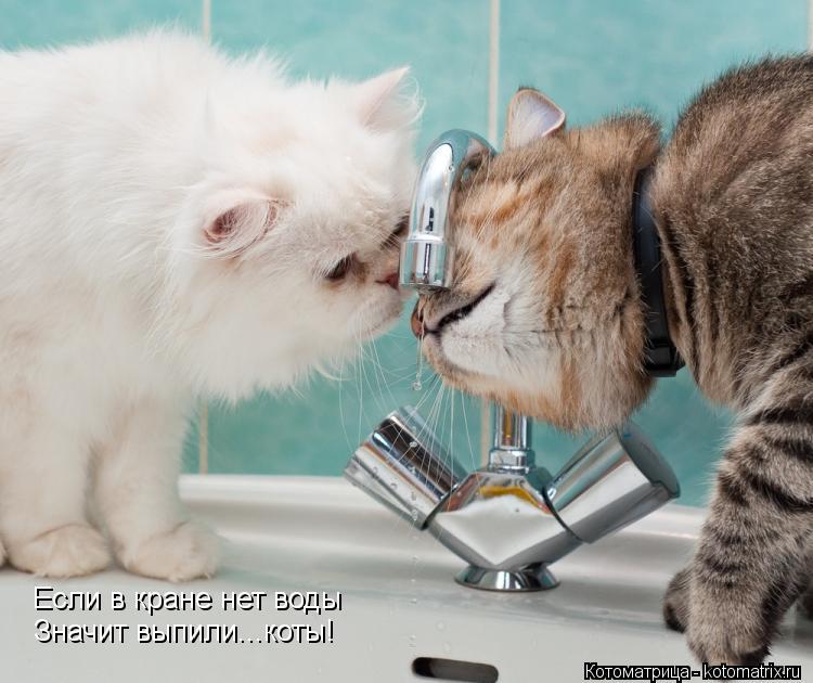 Если в кране нет воды Значит выпили...коты!... Котоматрица: Если в кране нет воды Значит выпили...коты!