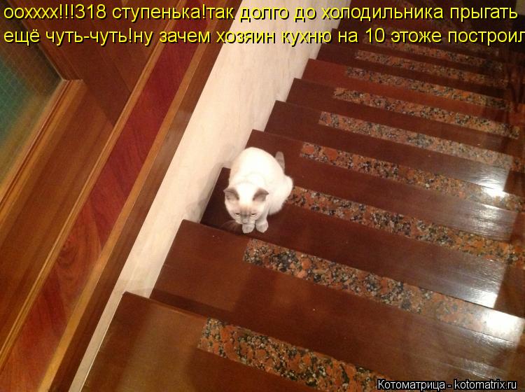 оохххх!!!318 ступенька!так долго до холодильника прыгать ещё чуть-чуть!ну зачем хозяин кухню на 10 эт... Котоматрица: оохххх!!!318 ступенька!так долго до холодильника прыгать ещё чуть-чуть!ну зачем хозяин кухню на 10 этоже построил?
