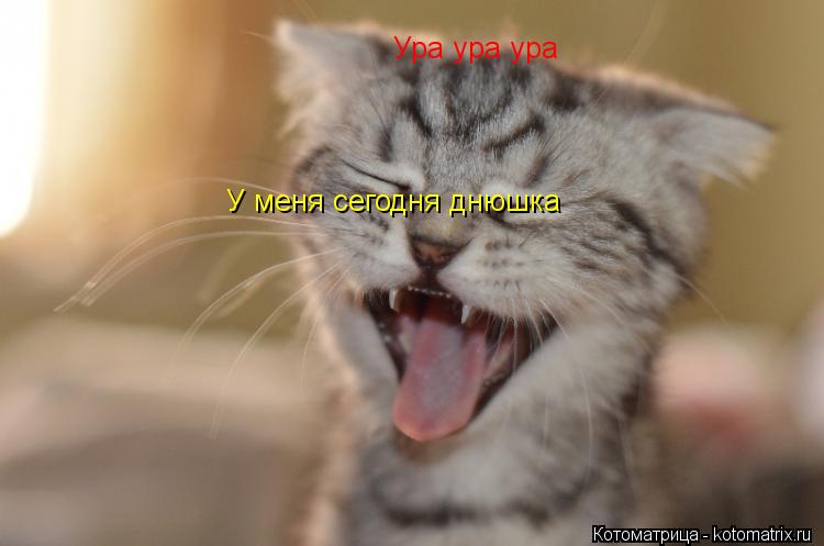 Ура ура ура У меня сегодня днюшка... Котоматрица: Ура ура ура У меня сегодня днюшка