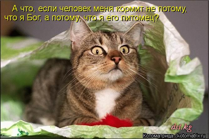 А что, если человек меня кормит не потому, что я Бог, а потому, что я его питомец?... Котоматрица: А что, если человек меня кормит не потому, что я Бог, а потому, что я его питомец?