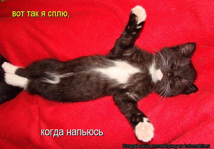 вот так я сплю, когда напьюсь... Котоматрица: вот так я сплю, когда напьюсь