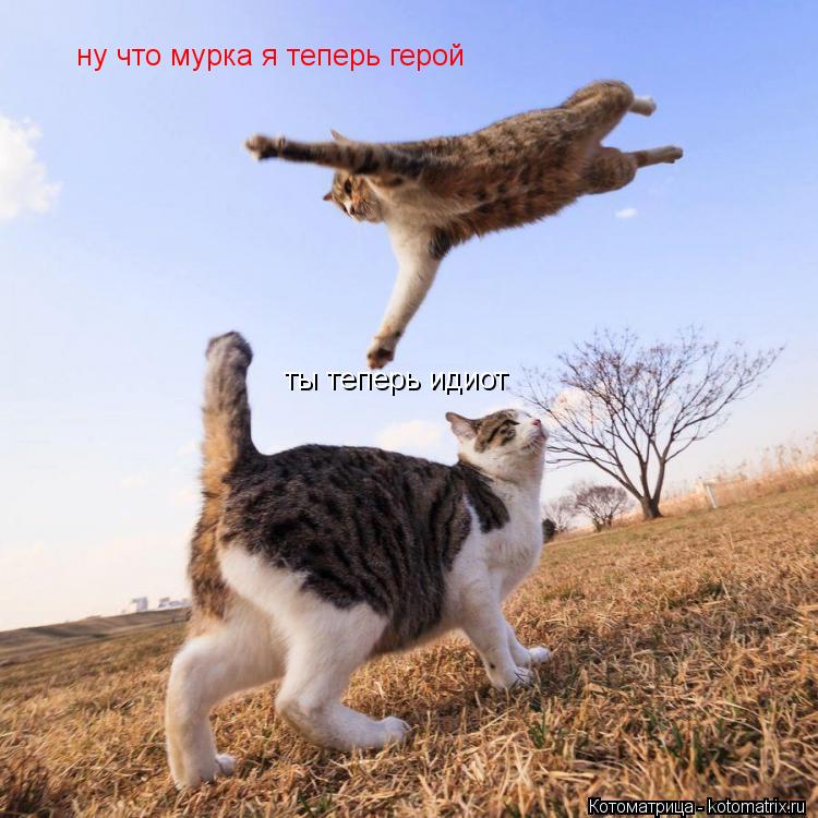 ну что мурка я теперь герой ты теперь идиот... Котоматрица: ну что мурка я теперь герой ты теперь идиот