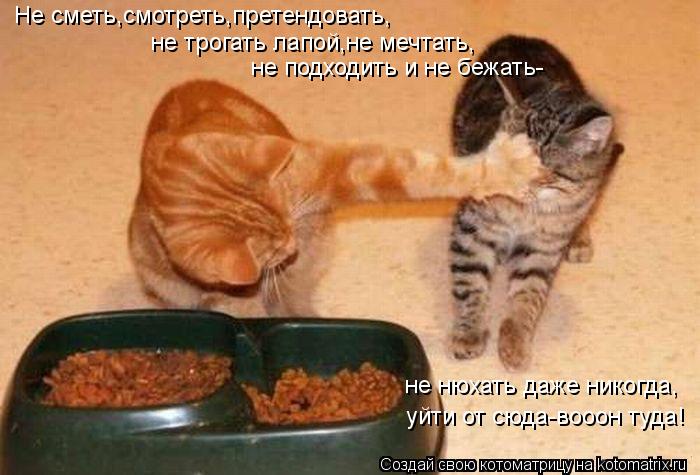 Не сметь,смотреть,претендовать, не трогать лапой,не мечтать, не подходить и не бежать- не нюхать даже... Котоматрица: Не сметь,смотреть,претендовать, не трогать лапой,не мечтать, не подходить и не бежать- не нюхать даже никогда, уйти от сюда-вооон туда!