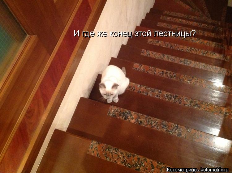 Котоматрица: И где же конец этой лестницы?