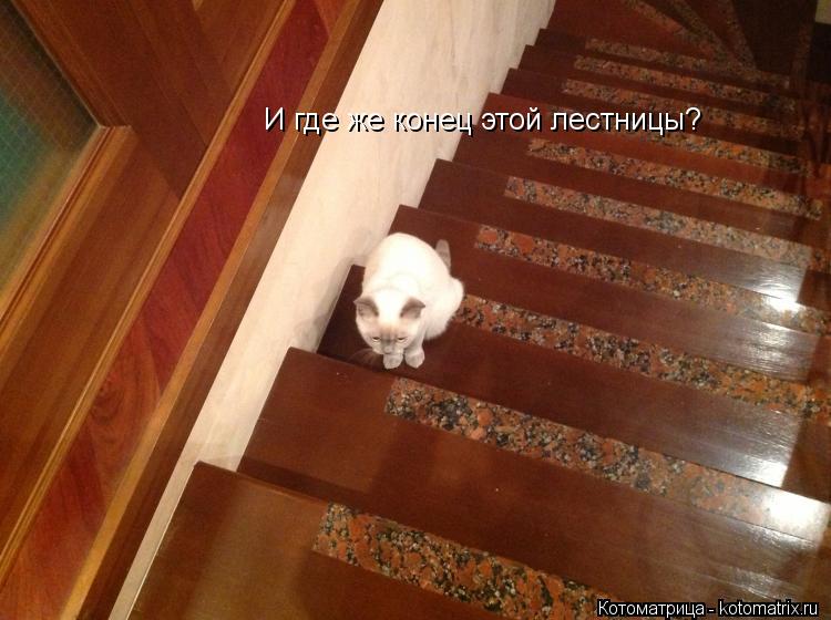 И где же конец этой лестницы?... Котоматрица: И где же конец этой лестницы?