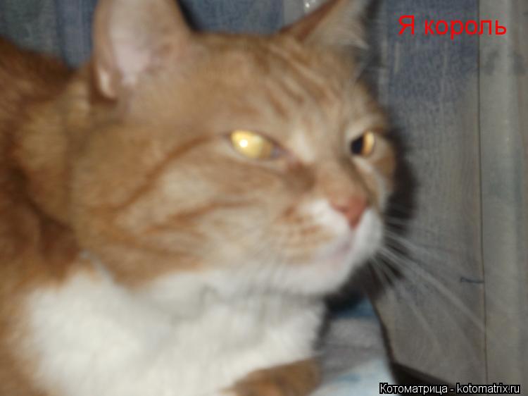 Я король... Котоматрица: Я король