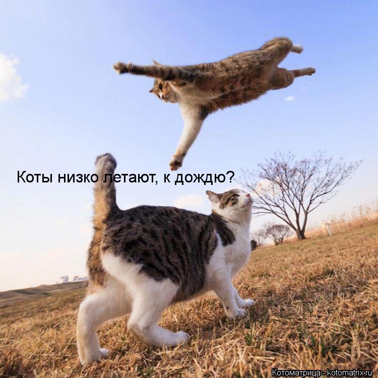 Коты низко летают, к дождю?... Котоматрица: Коты низко летают, к дождю?