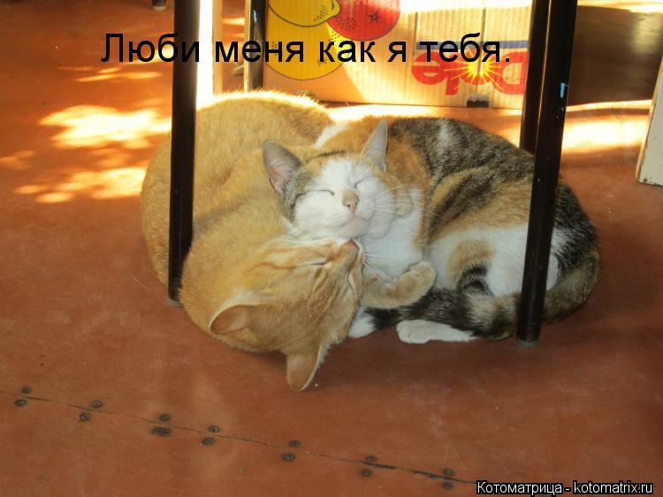 Люби меня как я тебя.... Котоматрица: Люби меня как я тебя.