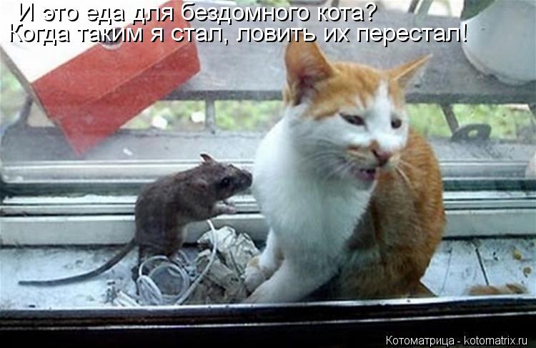 И это еда для бездомного кота? Когда таким я стал, ловить их перестал!... Котоматрица: И это еда для бездомного кота? Когда таким я стал, ловить их перестал!
