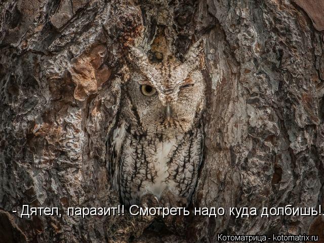 - Дятел, паразит!! Смотреть надо куда долбишь!...... Котоматрица: - Дятел, паразит!! Смотреть надо куда долбишь!...