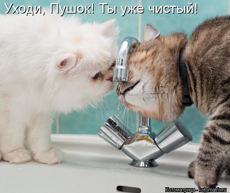 Уходи, Пушок! Ты уже чистый!... Котоматрица: Уходи, Пушок! Ты уже чистый!