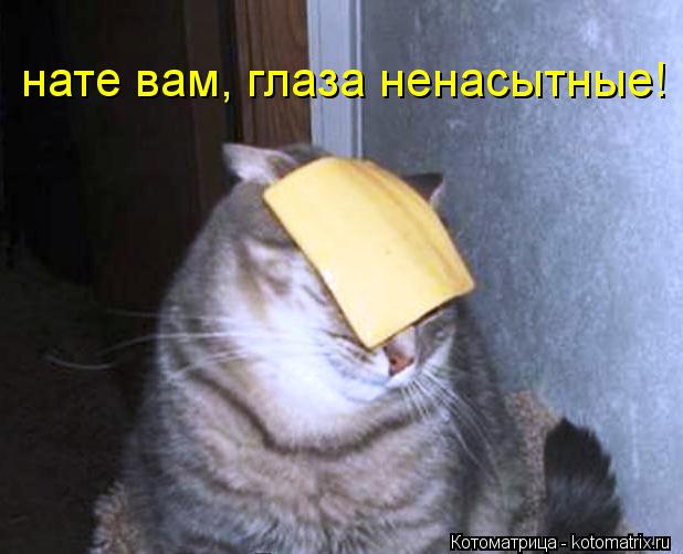 нате вам, глаза ненасытные!... Котоматрица: нате вам, глаза ненасытные!